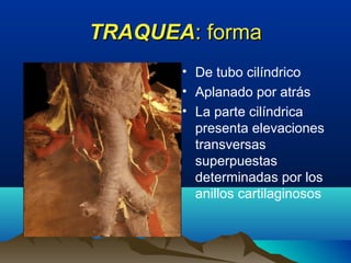 TRAQUEATRAQUEA: forma: forma
• De tubo cilíndrico
• Aplanado por atrás
• La parte cilíndrica
presenta elevaciones
transversas
superpuestas
determinadas por los
anillos cartilaginosos
 