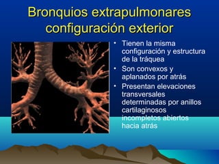 Bronquios extrapulmonaresBronquios extrapulmonares
configuración exteriorconfiguración exterior
• Tienen la misma
configuración y estructura
de la tráquea
• Son convexos y
aplanados por atrás
• Presentan elevaciones
transversales
determinadas por anillos
cartilaginosos
incompletos abiertos
hacia atrás
 