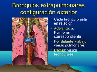 Bronquios extrapulmonaresBronquios extrapulmonares
configuración exteriorconfiguración exterior
• Cada bronquio está
en relación:
• Adelante: a.
Pulmonar
correspondiente
• Por delante y abajo:
venas pulmonares
• Detrás: vasos
bronquiales
 
