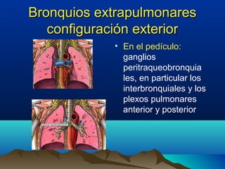 Bronquios extrapulmonaresBronquios extrapulmonares
configuración exteriorconfiguración exterior
• En el pedículo:
ganglios
peritraqueobronquia
les, en particular los
interbronquiales y los
plexos pulmonares
anterior y posterior
 