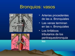 Bronquios: vasosBronquios: vasos
• Arterias procedentes
de las a. Bronquiales
• Las venas terminan
en las v. Bronquiales
• Los linfáticos
tributarios de los
peritraqueobronquia
les
 