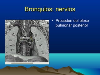 Bronquios: nerviosBronquios: nervios
• Proceden del plexo
pulmonar posterior
 