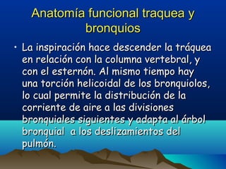 Anatomía funcional traquea yAnatomía funcional traquea y
bronquiosbronquios
• La inspiración hace descender la tráqueaLa inspiración hace descender la tráquea
en relación con la columna vertebral, yen relación con la columna vertebral, y
con el esternón. Al mismo tiempo haycon el esternón. Al mismo tiempo hay
una torción helicoidal de los bronquiolos,una torción helicoidal de los bronquiolos,
lo cual permite la distribución de lalo cual permite la distribución de la
corriente de aire a las divisionescorriente de aire a las divisiones
bronquiales siguientes y adapta al árbolbronquiales siguientes y adapta al árbol
bronquial a los deslizamientos delbronquial a los deslizamientos del
pulmón.pulmón.
 