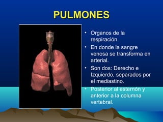 PULMONESPULMONES
• Organos de la
respiración.
• En donde la sangre
venosa se transforma en
arterial.
• Son dos: Derecho e
Izquierdo, separados por
el mediastino.
• Posterior al esternón y
anterior a la columna
vertebral.
 