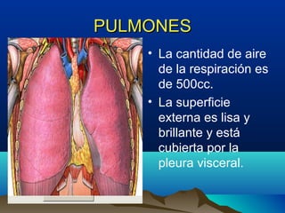PULMONESPULMONES
• La cantidad de aire
de la respiración es
de 500cc.
• La superficie
externa es lisa y
brillante y está
cubierta por la
pleura visceral.
 
