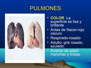 • COLOR La
superficie es lisa y
brillante
• Antes de Nacer-rojo
oscuro
• Respirado-rosado
• Adulto- gris rosado,
azulado.
• Avance de edad-
manchas y líneas.
PULMONESPULMONES
 