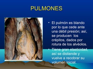 PULMONESPULMONES
• El pulmón es blando
por lo que cede ante
una débil presión; así,
se producen los
crépitos, dados por
rotura de los alvéolos.
• Tiene gran elasticidad,
así se distiende y
vuelve a recobrar su
volumen inicial.
 