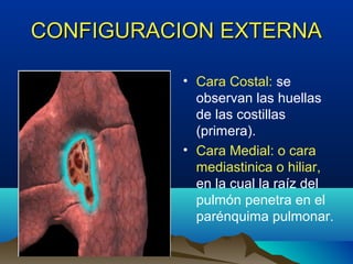 CONFIGURACION EXTERNACONFIGURACION EXTERNA
• Cara Costal: se
observan las huellas
de las costillas
(primera).
• Cara Medial: o cara
mediastinica o hiliar,
en la cual la raíz del
pulmón penetra en el
parénquima pulmonar.
 