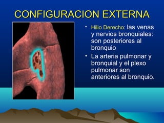 CONFIGURACION EXTERNACONFIGURACION EXTERNA
• Hilio Derecho: las venas
y nervios bronquiales:
son posteriores al
bronquio
• La arteria pulmonar y
bronquial y el plexo
pulmonar son
anteriores al bronquio.
 