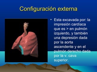 Configuración externaConfiguración externa
• Esta excavada por: la
impresión cardíaca
que es > en pulmón
izquierdo, y también
una depresión dada
por la aorta
ascendente y en el
pulmón derecho dada
por la v. cava
superior.
 
