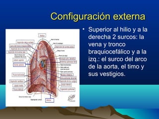 Configuración externaConfiguración externa
• Superior al hilio y a la
derecha 2 surcos: la
vena y tronco
braquiocefálico y a la
izq.: el surco del arco
de la aorta, el timo y
sus vestigios.
 