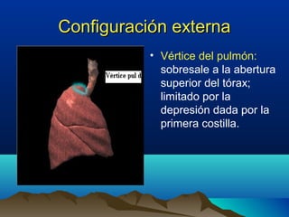 Configuración externaConfiguración externa
• Vértice del pulmón:
sobresale a la abertura
superior del tórax;
limitado por la
depresión dada por la
primera costilla.
 