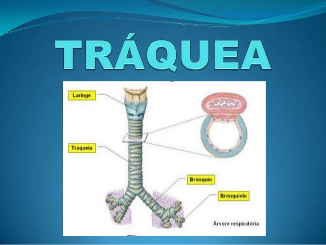 Traquea Y Bronquios