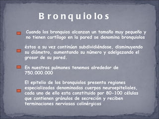 Bronquiolos Cuando los bronquios alcanzan un tamaño muy pequeño y no tienen cartílago en la pared se denomina bronquiolos éstos a su vez continúan subdividiéndose, disminuyendo su diámetro, aumentando su número y adelgazando el grosor de su pared.  En nuestros pulmones tenemos alrededor de 750.000.000 El epitelio de los bronquiolos presenta regiones especializadas denominadas cuerpos neuroepiteliales, cada uno de ello esta constituido por 80-100 células que contienen gránulos de secreción y reciben terminaciones nerviosas colinérgicas 