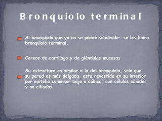 Bronquiolo terminal Carece de cartílago y de glándulas mucosas Su estructura es similar a la del bronquiolo, solo que su pared es más delgada, esta revestida en su interior por epitelio columnar bajo o cúbico, con células ciliadas y no ciliadas Al bronquiolo que ya no se puede subdividir  se les llama bronquiolo terminal. 