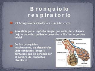 Bronquiolo respiratorio El bronquiolo respiratorio es un tubo corto Revestido por el epitelio simple que varía del columnar bajo a cuboide, pudiendo presentar cilios en la porción inicial De los bronquiolos respiratorios, se desprenden unos conductos largos y tortuosos que se conocen con el nombre de conductos alveolares. 
