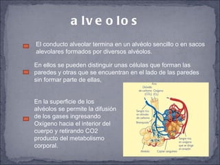 alveolos El conducto alveolar termina en un alvéolo sencillo o en sacos alevolares formados por diversos alvéolos. En ellos se pueden distinguir unas células que forman las paredes y otras que se encuentran en el lado de las paredes sin formar parte de ellas, En la superficie de los alvéolos se permite la difusión de los gases ingresando Oxígeno hacia el interior del cuerpo y retirando CO2 producto del metabolismo corporal.   