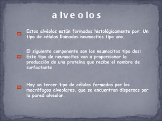 alveolos Estos alvéolos están formados histológicamente por: Un tipo de células llamadas neumocitos tipo uno.  El siguiente componente son los neumocitos tipo dos: Este tipo de neumocitos van a proporcionar la producción de una proteína que recibe el nombre de surfactante Hay un tercer tipo de células formadas por los macrófagos alveolares, que se encuentran dispersos por la pared alveolar. 