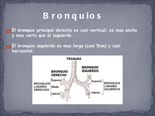 El bronquio principal derecho es casi vertical; es mas ancho y mas corto que el izquierdo. El bronquio izquierdo es mas largo (casi 5cm) y casi horizontal. Bronquios 