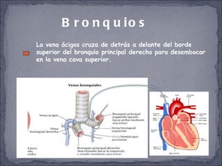 Bronquios La vena ácigos cruza de detrás a delante del borde superior del bronquio principal derecho para desembocar en la vena cava superior. 