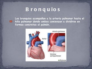 Bronquios Los bronquios acompañan a la arteria pulmonar hasta el hilio pulmonar donde ambos comienzan a dividirse en formas concretas al pulmón.  