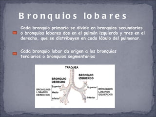 Bronquios lobares Cada bronquio primario se divide en bronquios secundarios o bronquios lobares dos en el pulmón izquierdo y tres en el derecho, que se distribuyen en cada lóbulo del pulmonar. Cada bronquio lobar da origen a los bronquios terciarios o bronquios segmentarios 