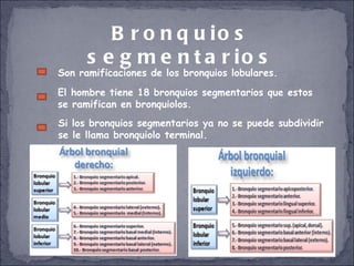 Bronquios segmentarios Son ramificaciones de los bronquios lobulares. El hombre tiene 18 bronquios segmentarios que estos se ramifican en bronquiolos.  Si los bronquios segmentarios ya no se puede subdividir se le llama bronquiolo terminal. 