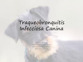 Traqueobronquitis
Infecciosa Canina
Francisca Barría A.
Enfermedades Infecciosas
Universidad Santo Tomás
Sede Puerto Montt
 