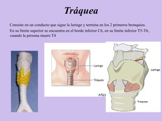 Tráquea
Consiste en un conducto que sigue la laringe y termina en los 2 primeros bronquios.
En su límite superior se encuentra en el borde inferior C6, en su límite inferior T5-T6,
cuando la persona muere T4
 