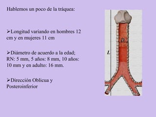 Hablemos un poco de la tráquea:



Longitud variando en hombres 12
cm y en mujeres 11 cm

Diámetro de acuerdo a la edad;
RN: 5 mm, 5 años: 8 mm, 10 años:
10 mm y en adulto: 16 mm.

Dirección Oblicua y
Posteroinferior
 