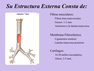 Su Estructura Externa Consta de:
                 Fibras musculares:
                    Fibras lisas transversales
                    Grosor: 1-2 mm.
                    Anteriores a la lámina transversa


                 Membrana Fibroelástica:
                    Ligamentos anulares
                    Lámina transversa posterior


                 Cartílagos:
                    14-20 anillos incompletos
                    Altura: 2-5 mm.
 