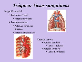 Tráquea: Vasos sanguíneos
Irrigación arterial
      Porción cervical:
         Arterias tiroideas
      Porción torácica:
         Arterias. torácicas
           internas
         Arterias Bronquiales

                                 Drenaje venoso
                                    Porción cervical:
                                        Venas Tiroideas
                                    Porción torácica:
                                        Venas Esofágicas
 