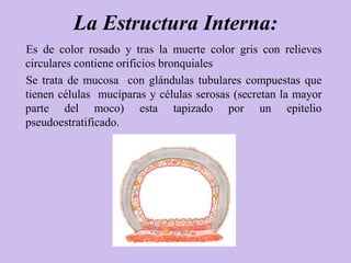 La Estructura Interna:
Es de color rosado y tras la muerte color gris con relieves
circulares contiene orificios bronquiales
Se trata de mucosa con glándulas tubulares compuestas que
tienen células mucíparas y células serosas (secretan la mayor
parte del moco) esta tapizado por un epitelio
pseudoestratificado.
 