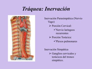 Tráquea: Inervación
        Inervación Parasimpática (Nervio
           Vago)
             Porción Cervical:
                Nervio laríngeos
                  recurrentes
             Porción Torácica:
                Plexos pulmonares

        Inervación Simpática
             Ganglios cervicales y
              torácicos del tronco
              simpático.
 
