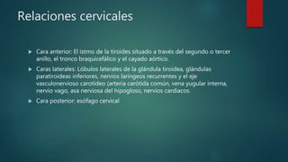 Relaciones cervicales
 Cara anterior: El istmo de la tiroides situado a través del segundo o tercer
anillo, el tronco braquicefálico y el cayado aórtico.
 Caras laterales: Lóbulos laterales de la glándula tiroidea, glándulas
paratiroideas inferiores, nervios laríngeos recurrentes y el eje
vasculonervioso carotídeo (arteria carótida común, vena yugular interna,
nervio vago, asa nerviosa del hipogloso, nervios cardiacos.
 Cara posterior: esófago cervical
 