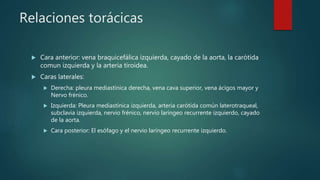 Relaciones torácicas
 Cara anterior: vena braquicefálica izquierda, cayado de la aorta, la carótida
comun izquierda y la arteria tiroidea.
 Caras laterales:
 Derecha: pleura mediastínica derecha, vena cava superior, vena ácigos mayor y
Nervo frénico.
 Izquierda: Pleura mediastínica izquierda, arteria carótida común laterotraqueal,
subclavia izquierda, nervio frénico, nervio laríngeo recurrente izquierdo, cayado
de la aorta.
 Cara posterior: El esófago y el nervio laríngeo recurrente izquierdo.
 