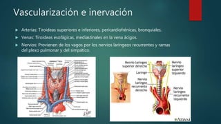 Vascularización e inervación
 Arterias: Tiroideas superiores e inferiores, pericardiofrénicas, bronquiales.
 Venas: Tiroideas esofágicas, mediastinales en la vena ácigos.
 Nervios: Provienen de los vagos por los nervios laríngeos recurrentes y ramas
del plexo pulmonar y del simpático.
 