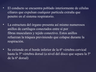 • El conducto se encuentra poblado interiormente de células
ciliares que expulsan cualquier partícula extraña que
penetre en el sistema respiratorio.
• La estructura del órgano presenta así mismo numerosos
anillos de cartílagos conectados entre sí por
fibras musculares y tejido conectivo. Estos anillos
refuerzan la tráquea previniendo que colapse durante la
respiración.
• Se extiende en el borde inferior de la 6ª vértebra cervical
hasta la 5ª vértebra dorsal (a nivel del disco que separa la 5ª
de la 6ª dorsal)
 
