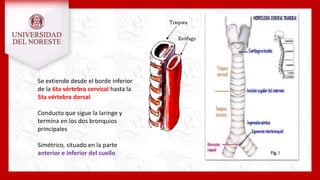 Se extiende desde el borde inferior
de la 6ta vértebra cervical hasta la
5ta vértebra dorsal
Conducto que sigue la laringe y
termina en los dos bronquios
principales
Simétrico, situado en la parte
anterior e inferior del cuello
 