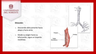 Dirección:
o Desciende oblicuamente hacia
abajo y hacia atrás
o Desde su origen hacia su
bifurcación, sigue un trayecto
rectilíneo
 