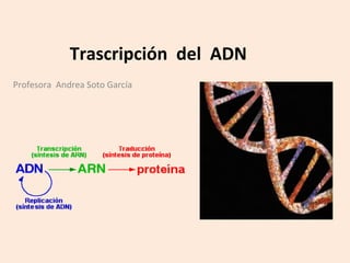 Trascripción del ADN
Profesora Andrea Soto García
 