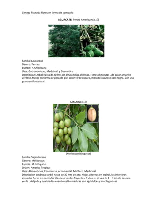 Certeza fisurada flores en forma de campaña

                               AGUACATE( Persea Americana)(10)




Familia: Lauraceae
Genero: Percea
Especie: P.Americana
Usos: Gatronomicao, Medicinal, y Cosmetico
Descripción: Arbol hasta de 20 mts de altura hojas alternas. Flores diminutas , de color amarillo
verdoso, frutos en forma de pera,de piel color verde oscuro, morado oscuro o casi negro. Con una
gran semilla central.




                                         MAMONCILLO




                                      (MeliccocusBijugatus)
Familia: Sapindaceae
Genero: Melicoccus
Especie: M. bifugatus
Origen: America Tropical
Usos: Alimenticios ,Ebanisteria, ornamental, Miclifero Medicinal
Descripción botánica: Arbol hasta de 30 mts de alto. Hojas alternas en espiral, las inferiores
pinnadas flores en panículas blancaso verdes fragantes, frutos en drupa de 2 – 4 cm de cascara
verde , delgada y quebradiza cuando están maduras son agridulces y mucilaginosas.
 