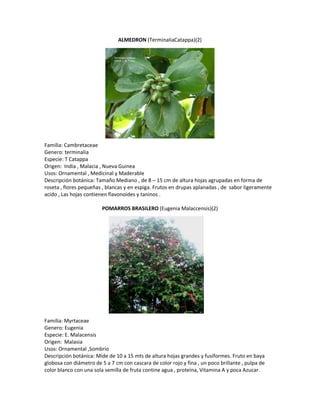 ALMEDRON (TerminaliaCatappa)(2)




Familia: Cambretaceae
Genero: terminalia
Especie: T Catappa
Origen: India , Malacia , Nueva Guinea
Usos: Ornamental , Medicinal y Maderable
Descripción botánica: Tamaño Mediano , de 8 – 15 cm de altura hojas agrupadas en forma de
roseta , flores pequeñas , blancas y en espiga. Frutos en drupas aplanadas , de sabor ligeramente
acido , Las hojas contienen flavonoides y taninos .

                         POMARROS BRASILERO (Eugenia Malaccensis)(2)




Familia: Myrtaceae
Genero: Eugenia
Especie: E. Malacensis
Origen: Malasia
Usos: Ornamental ,Sombrio
Descripción botánica: Mide de 10 a 15 mts de altura hojas grandes y fusiformes. Fruto en baya
globosa con diámetro de 5 a 7 cm con cascara de color rojo y fina , un poco brillante , pulpa de
color blanco con una sola semilla de fruta contine agua , proteína, Vitamina A y poca Azucar.
 