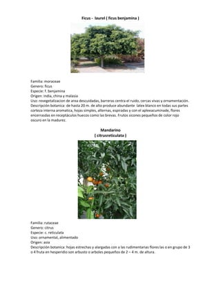 Ficus - laurel ( ficus benjamina )




Familia: moraceae
Genero: ficus
Especie: f. benjamina
Origen: india, china y malasia
Uso: revegetalizacion de area descuidadas, barreras centra el ruido, cercas vivas y ornamentación.
Descripción botanica: de hasta 20 m. de alto produce abundante latex blanco en todas sus partes
corteza interna aromatica, hojas simples, alternas, espiradas y con el apleeacuminade, flores
encerrasdas en receptáculos huecos como las brevas. Frutos sicones pequeños de color rojo
oscuro en la madurez.

                                             Mandarino
                                        ( citrusreticulata )




Familia: rutaceae
Genero: citrus
Especie: c. reticulata
Uso: ornamental, alimentado
Origen: asia
Descripción botanica: hojas estrechas y alargadas con a las rudimentarias flores las o en grupo de 3
o 4 fruta en hesperidio son arbusto o arboles pequeños de 2 – 4 m. de altura.
 