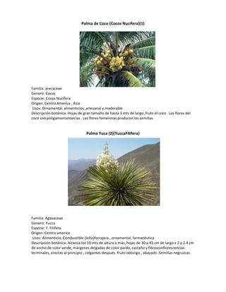 Palma de Coco (Cocos Nucifera)(1)




Familia: arecaceae
Genero: Cocos
Especie: Cocos Nucifera
Origen: Centro America , Asia
 Usos: Ornamental, alimenticios ,artesanal y maderable
Descripción botánica: Hojas de gran tamaño de hasta 3 mts de largo ,fruto el coco . Las flores del
coco son poligamomonoecias . Las flores femeninas producen las semillas


                                 Palma Yuca (2)(YuccaFilifera)




Familia: Agavaceae
Genero: Yucca
Especie: Y. Filifera
Origen: Centro america
 Usos: Alimenticio, Combustible (leña)forrajera , ornamental, farmacéutica
Descripción botánica: Alcanza los 10 mts de altura o más, hojas de 30 a 45 cm de largo x 2 a 2.4 cm
de ancho de color verde, márgenes delgadas de color pardo, castaño y fibrosoinflorescencias
terminales, erectas al principio , colgantes después .fruto oblongo , abayado .Semillas negruzcas .
 