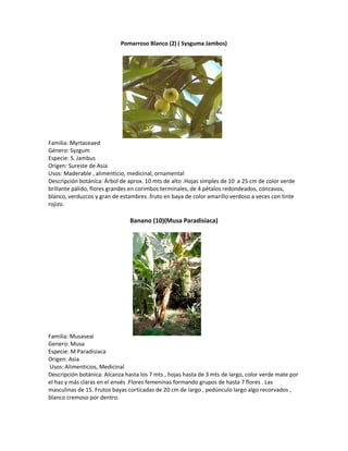 Pomarroso Blanco (2) ( Sysguma Jambos)




Familia: Myrtaceaed
Género: Syzgum
Especie: S. Jambus
Origen: Sureste de Asia
Usos: Maderable , alimenticio, medicinal, ornamental
Descripción botánica: Árbol de aprox. 10 mts de alto .Hojas simples de 10 a 25 cm de color verde
brillante pálido, flores grandes en corimbos terminales, de 4 pétalos redondeados, cóncavos,
blanco, verduzcos y gran de estambres .fruto en baya de color amarillo verdoso a veces con tinte
rojizo.

                                Banano (10)(Musa Paradisiaca)




Familia: Musaseai
Genero: Musa
Especie: M Paradisiaca
Origen: Asia
Usos: Alimenticios, Medicinal
Descripción botánica: Alcanza hasta los 7 mts , hojas hasta de 3 mts de largo, color verde mate por
el haz y más claras en el envés .Flores femeninas formando grupos de hasta 7 flores . Las
masculinas de 15. Frutos bayas corticadas de 20 cm de largo , pedúnculo largo algo recorvados ,
blanco cremoso por dentro.
 