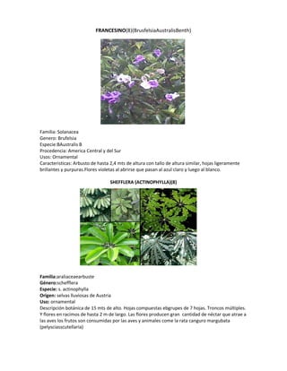 FRANCESINO(8)(BrusfelsiaAustralisBenth)




Familia: Solanacea
Genero: Brufelsia
Especie:BAustralis B
Procedencia: America Central y del Sur
Usos: Ornamental
Caracteristicas: Arbusto de hasta 2,4 mts de altura con tallo de altura similar, hojas ligeramente
brillantes y purpuras.Flores violetas al abrirse que pasan al azul claro y luego al blanco.

                                  SHEFFLERA (ACTINOPHYLLA)(8)




Familia:araliaceaearbuste
Género:schefflera
Especie: s. actinophylla
Origen: selvas lluviosas de Austria
Uso: ornamental
Descripción botánica de 15 mts de alto. Hojas compuestas ebgrupes de 7 hojas. Troncos múltiples.
Y flores en racimos de hasta 2 m de largo. Las flores producen gran cantidad de néctar que atrae a
las aves los frutos son consumidas por las aves y animales come la rata canguro margubata
(pelysciasscutellaria)
 