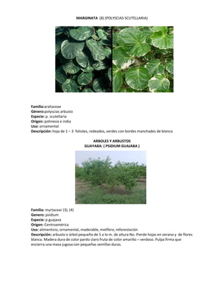 MARGINATA (8) (POLYSCIAS SCUTELLARIA)




Familia:araliaceae
Género:polyscias arbusto
Especie: p. scutellaria
Origen: polinesia e india
Uso: ornamental
Descripción: hoja de 1 – 3 folioles, redeados, verdes con bordes manchades de blanco

                                    ARBOLES Y ARBUSTOS
                                GUAYABA: ( PSIDIUM GUAJABA )




Familia: myrtacear (3), (4)
Genero: psidium
Especie: p guajava
Origen: Centroamérica
Uso: alimenticio, ornamental, maderable, melífero, reforestación
Descripción: arbusto o árbol pequeño de 5 a lo m. de altura No. Pierde hojas en verano y de flores
blanca. Madera dura de color pardo claro fruta de color amarillo – verdoso. Pulpa firma que
encierra una masa jugosa con pequeñas semillas duras.
 