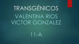 TRANSGÉNICOS
VALENTINA RIOS
VICTOR GONZALEZ
11-A
 