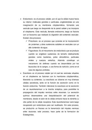  Endocitosis: es el proceso celular, por el que la célula mueve hacia
su interior moléculas grandes o partículas, englobándolas en una
invaginación de su membrana citoplasmática, formando una
vesícula que luego se desprende de la pared celular y se incorpora
al citoplasma. Esta vesícula, llamada endosoma, luego se fusiona
con un lisosoma que realizará la digestión del contenido vesicular.
Existen dos procesos:
 Pinocitosis: es un proceso que consiste en la incorporación
de proteínas y otras sustancias solubles en vesículas con un
alto contenido de agua.
 Fagocitosis: Es el mecanismo de endocitosis que se produce
cuando se engloban sustancias de tamaño relativamente
grandes como bacterias, polvo atmosférico, partículas
virales y cuerpos extraños. Además constituye un
mecanismo de defensa cuando es desarrollada por los
leucocitos de la sangre, o una forma de nutrición, como en el
caso de algunos protistas.
 Exocitosis es el proceso celular por el cual las vesículas situadas
en el citoplasma se fusionan con la membrana citoplasmática,
liberando su contenido. La exocitosis se observa en muy diversas
células secretoras, tanto en la función de excreción como en la
función endocrina. También interviene la exocitosis en la secreción
de un neurotransmisor a la brecha sináptica, para posibilitar la
propagación del impulso nervioso entre neuronas. La secreción
química desencadena una despolarización del potencial de
membrana, desde el axón de la célula emisora hacia la dendrita (u
otra parte) de la célula receptora. Este neurotransmisor será luego
recuperado por endocitosis para ser reutilizado. Sin este proceso,
se produciría un fracaso en la transmisión del impulso nervioso
entre neuronas. este proceso, hace parte de la formacion de
Estalagmitas.
 